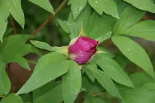 DSC02911.webp