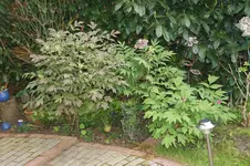 DSC02912.webp