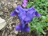 IMG_bunburry ruffles3_1024x768.webp
