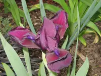 IMG_kirschgarten_1024x768.webp