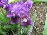 IMG_lenna m.8_1024x768.webp
