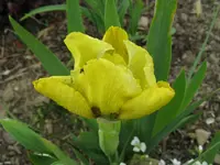 IMG_nana gelb_1024x768.webp