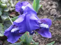 IMG_violett5_1024x768.webp