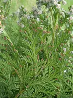 DSCF0513.webp