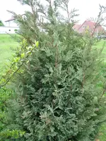 DSCF0517.webp