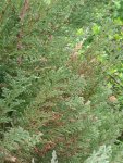 DSCF0515.jpg