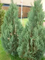 DSCF0524.webp