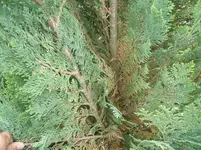 DSCF0518.webp