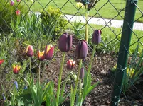 Garten 2010 004.webp