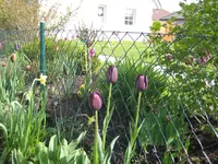 Garten 2010 005.webp