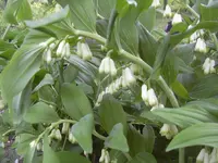 13.5.2010 062.webp