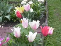13.5.2010 039.webp