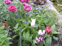 13.5.2010 041.webp