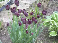 13.5.2010 051.webp