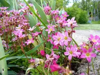 DSCF4136.webp