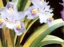 Iris.webp