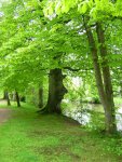 Baum mit Gesicht.JPG