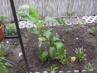 13.5.2010 009.webp