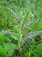 DSC01177.webp