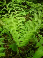 DSC01178.webp