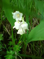 DSC01167.webp