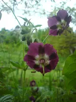 DSC01186.webp