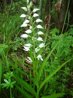DSC01171.webp
