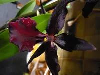 P1030793.webp