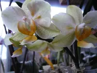 P1040340.webp