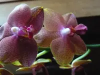 P1040348.webp