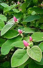 Quittenknospen2.webp