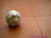 Schäfchen.webp