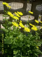 JD500484.webp