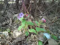 DSC00911.webp