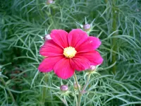 abbildung_anemone1.webp