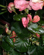 nasseBegonie.webp