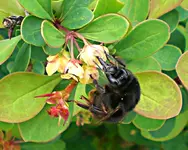 Hummelrssel-1.webp