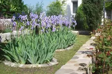 Iris_1.webp