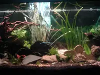 Aquarium.webp