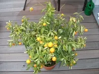 DSCF1001.webp