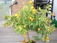 DSCF1002.webp