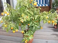 DSCF1003.webp