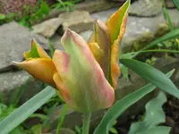 IMG_4951_1024x768.webp