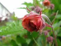 IMG_geum_1024x768.webp