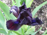 IMG_samtpfötchen3_1024x768.webp