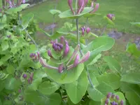 DSCN0212.webp
