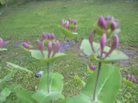 DSCN0213.webp