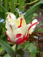 SDC10937.webp
