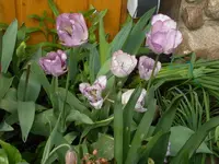 SDC10934.webp