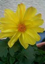 gelbeZwergdahlie.webp